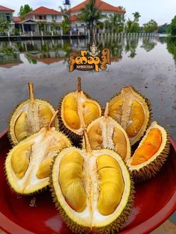 Ambrosia_နတ်သုဒ္ဓါ ဒူးရင်းသာကူပြင် 