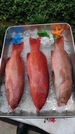 Whole Coral Trout 红斑鱼原条
