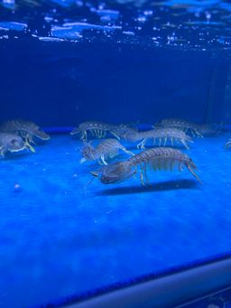 Live Mantis 活皮皮虾