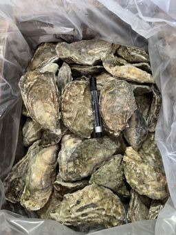 Live Oyster 活生蚝