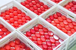 V Love_Feminine Cleaning Soap