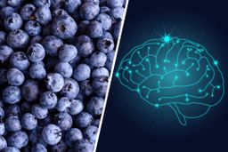 Fame_Blueberry (ဘလူးဘယ်ရီဆေး)