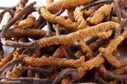 Fame_Cordyceps (ရှီးပဒီးဆေး)