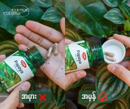 Fame_Papaya (သင်္ဘောရွက်ဆေး)