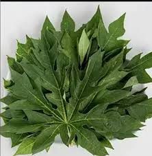 Daun Pepaya
