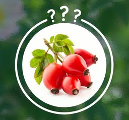 Fame_Rose Hip (နှင်းဆီသီးဆေး)