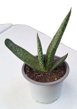 Lenguas de buey/Gasteria obliqua pequeña