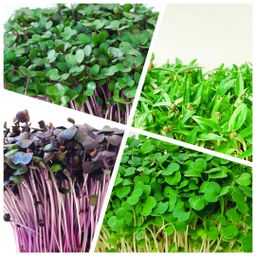 ASIAMix - Ridiche Daikon, Fasole Mung, Ridiche Purpurie, Ridiche Roșie