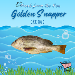 Fresh Golden Snapper/Ang Zhor 红鲷 500g-1Kg (Whole/Steak/Fillet)