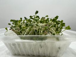 Organic Vege 有机蔬菜