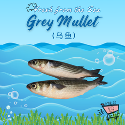 [5D Grocer] Fresh Grey Mullet Ikan Belanak 乌鱼 450g - 1kg