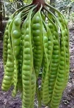 ကလေးသူပုန်းရည်ကြီး_မျောက်ငိုသီး 