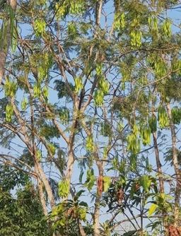 ကလေးသူပုန်းရည်ကြီး_မျောက်ငိုသီး 