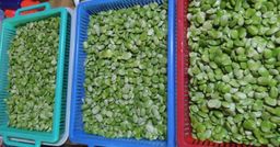 ကလေးသူပုန်းရည်ကြီး_မျောက်ငိုသီး 