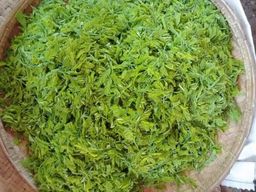 ကလေးသူပုန်းရည်ကြီး_မန်ကျည်းရွက်နုချဥ်