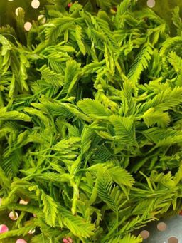 ကလေးသူပုန်းရည်ကြီး_မန်ကျည်းရွက်နုချဥ်