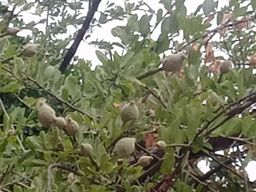 ကလေးသူပုန်းရည်ကြီး_ဇောင်းကြမ်းချဥ်