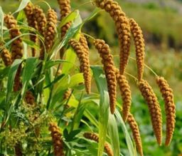 ကလေးသူပုန်းရည်ကြီး_ဆပ် ဆန်