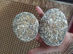 ကလေးသူပုန်းရည်ကြီး_တဆေး