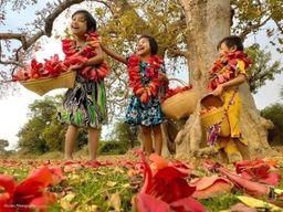 ကလေးသူပုန်းရည်ကြီး_လက်ပံပွင့်ခြောက်