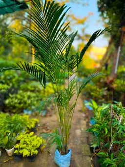 Areca Palm
