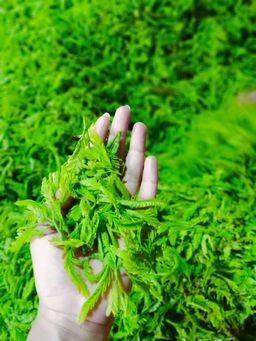 အရီးချို_မန်ကျည်းချဉ်