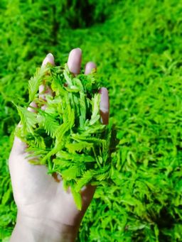 အရီးချို_မန်ကျည်းချဉ်