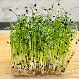 Chives (Ceapa Verde)