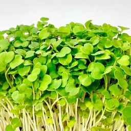 Rucola (Rocket) 