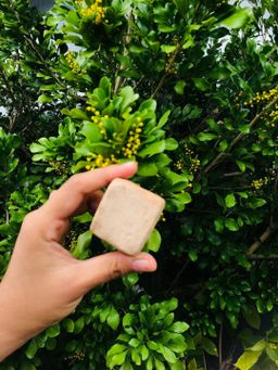 မြကြည်သာ_သနပ်ခါး လက်သွေးခဲ Collection