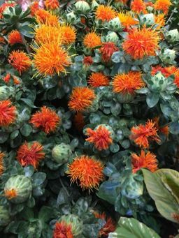 မြကြည်သာ_Safflower Tea 