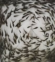 Tilapia Fingerlings 1kg (1000 pieces)