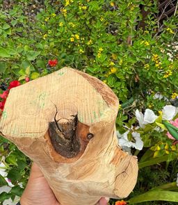 မြကြည်သာ_နံ့သာတုံး Collection