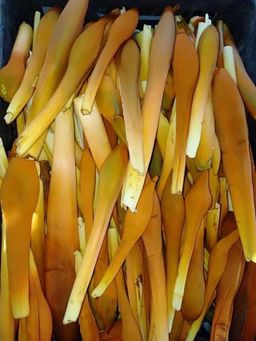 Nature`s Jewel_သဘာဝရတနာ ဓနိဖူးခြောက်