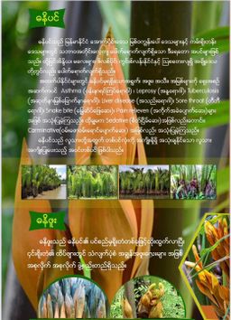 Nature`s Jewel_သဘာဝရတနာ ဓနိဖူးခြောက်