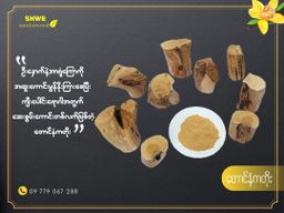 Shwe Sandalwood_ဩစတေးလျ တောင်နံကတိုး