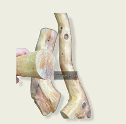 Shwe Sandalwood_ဩစတေးလျ တောင်နံကတိုး