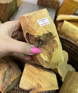 Shwe Sandalwood_ဩစတေးလျ တောင်နံကတိုး