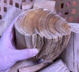 Shwe Sandalwood_ဩစတေးလျ တောင်နံကတိုး