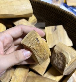 Shwe Sandalwood_ဩစတေးလျ တောင်နံကတိုး