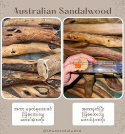 Shwe Sandalwood_ဩစတေးလျ တောင်နံကတိုး