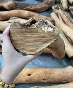 Shwe Sandalwood_ဩစတေးလျ တောင်နံကတိုး