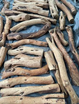 Shwe Sandalwood_ဩစတေးလျ တောင်နံကတိုး