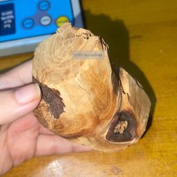 Shwe Sandalwood_ဩစတေးလျ တောင်နံကတိုး