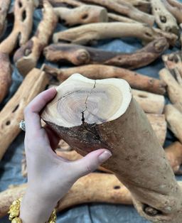 Shwe Sandalwood_ဩစတေးလျ တောင်နံကတိုး