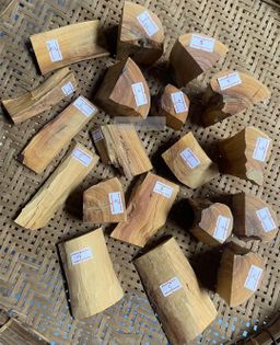 Shwe Sandalwood_ဩစတေးလျ တောင်နံကတိုး