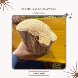 Shwe Sandalwood_ဩစတေးလျ တောင်နံကတိုး