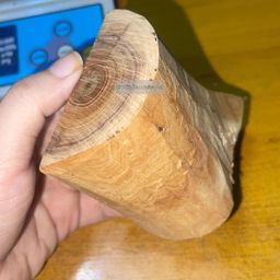 Shwe Sandalwood_ဩစတေးလျ တောင်နံကတိုး