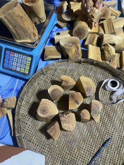 Shwe Sandalwood_ဩစတေးလျ တောင်နံကတိုး