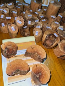 Shwe Sandalwood_ဩစတေးလျ တောင်နံကတိုး